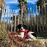 Dog, Cloud, Sky, Plant, Nature, Tree, Water, Carnivore, Line, Woody Plant, Leisure, Palm Tree, Wood, Arecales, Pole, Landscape, Reflection, Recreation, Spoke
