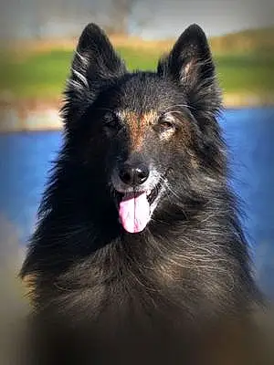 Name Dog Dante