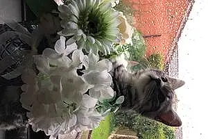 British Shorthair Cat Bodie