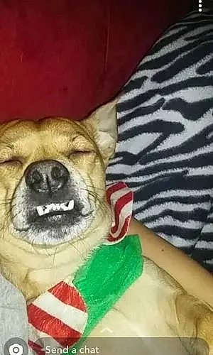 Name Chihuahua Dog Jace