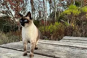 Name Siamese Cat Bleu