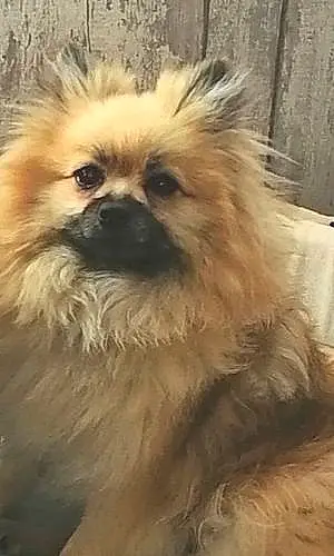 Name Pomeranian Dog Kaya