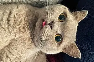 British Shorthair Cat Neville
