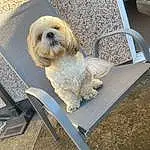 Dog, Dog breed, Carnivore, Companion dog, Chair, Toy Dog, Snout, Outdoor Furniture, Canidae, Dog Collar, Furry friends, Terrier, Sitting, Sidewalk, Road Surface, Small Terrier, Couch, Tail, Eyewear
