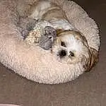 Dog, Carnivore, Dog breed, Comfort, Felidae, Whiskers, Small To Medium-sized Cats, Companion dog, Fawn, Toy Dog, Snout, Furry friends, Poodle, Canidae, Terrestrial Animal, Terrier, Nap, Cat Bed, Dog Supply