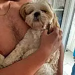 Dog, Dog breed, Carnivore, Liver, Comfort, Shih Tzu, Companion dog, Fawn, Working Animal, Toy Dog, Snout, Blond, Furry friends, Maltepoo, Small Terrier, Terrier, Canidae, Shih-poo, Chest