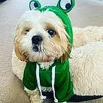 Dog, Dog Supply, Dog Clothes, Green, Carnivore, Collar, Dog breed, Pet Supply, Working Animal, Companion dog, Dog Collar, Toy Dog, Grass, Leash, Snout, Small Terrier, Toy, Terrier, Canidae