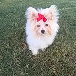 Dog, Plant, Dog breed, Carnivore, Grass, Companion dog, Fawn, Toy Dog, German Spitz, Snout, Spitz, Toy, Whiskers, Small Terrier, Canidae, Furry friends, Polka Dot, Terrier, Happy