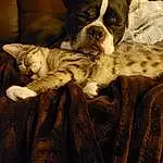 Felidae, Carnivore, Comfort, Small To Medium-sized Cats, Dog breed, Couch, Wood, Fawn, Cat, Whiskers, Companion dog, Tints And Shades, Tail, Bed, Paw, Furry friends, Bedding, Linens, Canidae