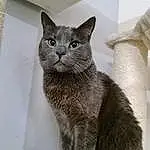 Cat, Window, Carnivore, Grey, Felidae, Whiskers, Snout, Small To Medium-sized Cats, Russian blue, Domestic Short-haired Cat, Tail, Furry friends, Terrestrial Animal, Paw