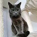Cat, Russian blue, Felidae, Small To Medium-sized Cats, Carnivore, Whiskers, Grey, Snout, Domestic Short-haired Cat, Window, Furry friends, Tail, Terrestrial Animal, Art, Comfort, Cat Supply
