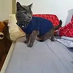Cat, Tartan, Sleeve, Felidae, Textile, Carnivore, Shipping Box, Grey, Comfort, Small To Medium-sized Cats, Whiskers, Fawn, Toy, Plaid, Tail, Pattern, Electric Blue, Wood, Black cats, Wool