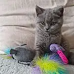 Cat, Russian blue, Carnivore, Grey, Felidae, Whiskers, Small To Medium-sized Cats, Tail, Black cats, Curtain, Domestic Short-haired Cat, Feather, Paw, Claw, Magenta, Bird, Fashion Accessory, Furry friends, Wing