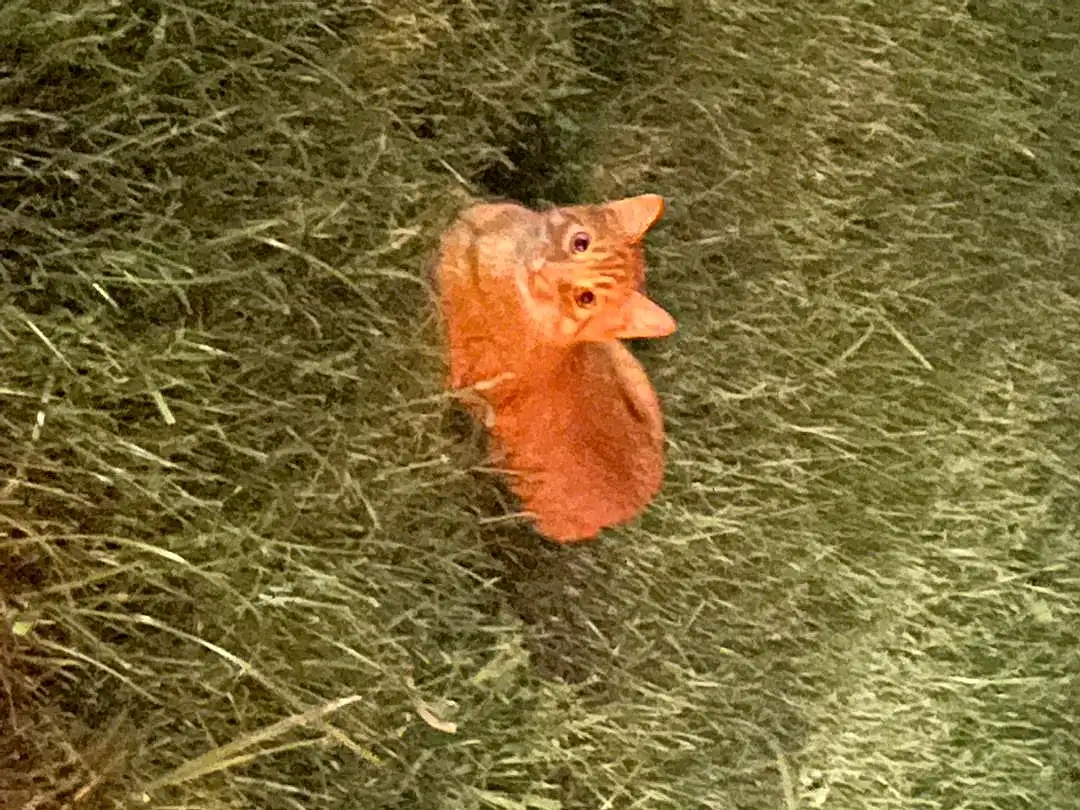 Toy, Beak, Bird, Fawn, Grass, Wood, Liver, Tail, Lawn Ornament, Soil, Chicken, Terrestrial Animal, Livestock, Peach, Poultry, Agriculture, Feather, Coquelicot, Furry friends