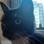 Cat, Eyebrow, Felidae, Carnivore, Human Body, Ear, Small To Medium-sized Cats, Jaw, Window, Fawn, Whiskers, Black cats, Snout, Electric Blue, Building, Domestic Short-haired Cat, Furry friends, Tail