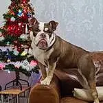 Dog, Christmas Tree, Dog breed, Christmas Ornament, Carnivore, Plant, Collar, Window, Fawn, Companion dog, Holiday Ornament, Bulldog, Dog Collar, Snout, Working Animal, Ornament, Liver, Christmas Decoration, Comfort, Whiskers