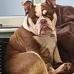 Dog, Dog breed, Carnivore, Comfort, Companion dog, Fawn, Bulldog, Wrinkle, Working Animal, Snout, Whiskers, Kitchen Appliance, Home Appliance, Canidae, Terrestrial Animal, Collar, White English Bulldog, Non-sporting Group, Liver