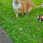 Cat, Photograph, Green, Felidae, Carnivore, Small To Medium-sized Cats, Grass, Whiskers, Fawn, Groundcover, Tail, Lawn, Snout, Domestic Short-haired Cat, Terrestrial Animal, Photo Caption, Grassland, People In Nature
