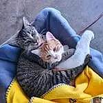 Cat, Photograph, Comfort, Textile, Felidae, Carnivore, Small To Medium-sized Cats, Whiskers, Yellow, Fawn, Snout, Tail, Electric Blue, Grass, Furry friends, Domestic Short-haired Cat, Paw, Linens, Human Leg