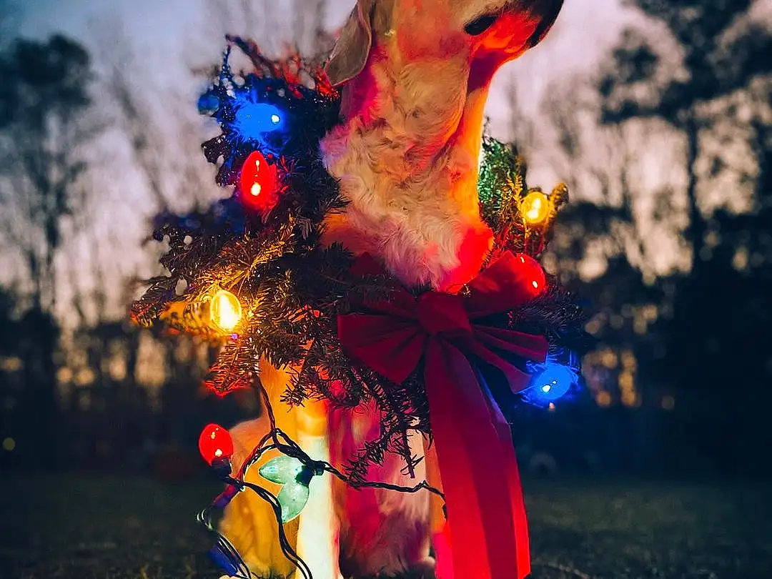 Sky, Dog, Blue, Tree, Happy, Grass, Fawn, Art, Event, Christmas Decoration, Christmas, Holiday, Electric Blue, Darkness, Winter, Plant, Night, Evening, Christmas Lights, Fun