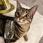 Cat, Felidae, Carnivore, Drinkware, Small To Medium-sized Cats, Window, Whiskers, Tableware, Snout, Barware, Furry friends, Domestic Short-haired Cat, Terrestrial Animal, Serveware, Photo Caption, Paw, Drink, Glass, Cylinder, Stemware