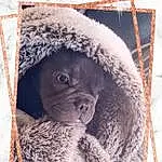 Primate, Snow, Terrestrial Animal, Snout, Furry friends, Natural Material, Winter, Event, Hat