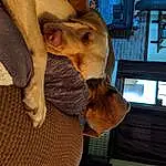 Dog, Ear, Jaw, Carnivore, Dog breed, Working Animal, Fawn, Companion dog, Comfort, Snout, Window, Furry friends, Whiskers, Selfie, Wood, Canidae, Fun, Street Fashion, Room