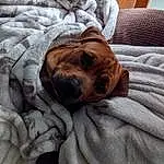 Dog, Dog breed, Comfort, Carnivore, Working Animal, Liver, Grey, Wood, Companion dog, Fawn, Wrinkle, Whiskers, Snout, Linens, Bedding, Furry friends, Bedtime, Bored