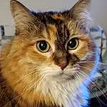 Cat, Eyes, Carnivore, Felidae, Small To Medium-sized Cats, Fawn, Whiskers, Snout, Window, Furry friends, Domestic Short-haired Cat, Wood, Grass, Maine Coon, Norwegian Forest Cat, Siberian, Terrestrial Animal
