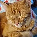 Cat, Carnivore, Felidae, Ear, Small To Medium-sized Cats, Comfort, Fawn, Whiskers, Tail, Wood, Snout, Paw, Furry friends, Domestic Short-haired Cat, Claw, Nap, Sleep, Human Leg