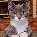 Cat, Felidae, Carnivore, Small To Medium-sized Cats, Grey, Whiskers, Window, Snout, Wood, Domestic Short-haired Cat, Furry friends, Tail, Paw, Hardwood, Sitting