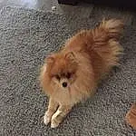 Dog, Dog breed, Carnivore, Spitz, German Spitz Klein, Companion dog, Fawn, Whiskers, German Spitz, Toy Dog, Liver, Snout, Tail, Canidae, Furry friends, Working Animal, Road Surface, Non-sporting Group