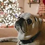 Dog, Christmas Tree, Carnivore, Dog breed, Couch, Whiskers, Pug, Fawn, Companion dog, Wrinkle, Working Animal, Toy Dog, Snout, Tree, Wood, Event, Furry friends, Plant, Canidae