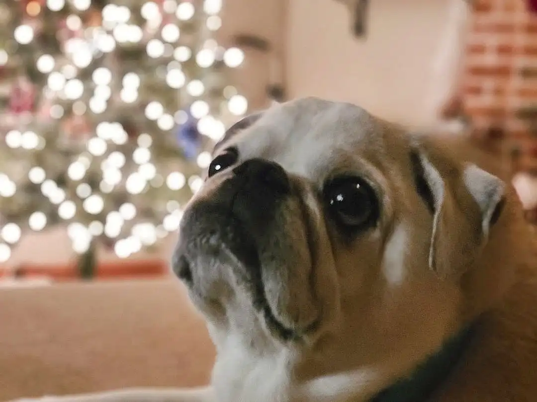 Dog, Christmas Tree, Carnivore, Dog breed, Couch, Whiskers, Pug, Fawn, Companion dog, Wrinkle, Working Animal, Toy Dog, Snout, Tree, Wood, Event, Furry friends, Plant, Canidae