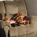 Dog, Comfort, Couch, Carnivore, Dog breed, Fawn, Companion dog, Dog Supply, Lap, Human Leg, Working Animal, Canidae, Furry friends, Linens, Nap, Living Room, Armrest, Sleep