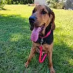 Plant, Dog, Dog breed, Carnivore, Collar, Dog Supply, Companion dog, Dog Collar, Fawn, Grass, Snout, Hound, Canidae, Working Animal, Scent Hound, Leash, Tree, Liver, Working Dog