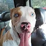 Dog, Carnivore, Collar, Working Animal, Dog breed, Ear, Whiskers, Fawn, Companion dog, Dog Collar, Snout, Liver, Selfie, Leash, Car, Canidae, Furry friends, Pit Bull, Puppy