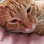 Nose, Cat, Felidae, Carnivore, Ear, Textile, Whiskers, Small To Medium-sized Cats, Comfort, Fawn, Snout, Close-up, Paw, Furry friends, Domestic Short-haired Cat, Eyelash, Claw, Nap, Tail, Sleep