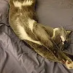 Comfort, Small To Medium-sized Cats, Carnivore, Whiskers, Felidae, Mustelidae, Terrestrial Animal, Tail, Cat, Furry friends, Wing, Claw, Bird, Paw, Linens, Foot, Domestic Short-haired Cat
