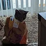 Cat, Felidae, Wood, Carnivore, Grey, Small To Medium-sized Cats, Fawn, Whiskers, Tail, Snout, Shipping Box, Hardwood, Plant, Furry friends, Cardboard, Art, Domestic Short-haired Cat