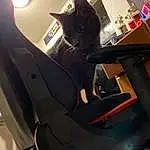 Cat, Light, Automotive Lighting, Vroom Vroom, Felidae, Automotive Design, Carnivore, Small To Medium-sized Cats, Vehicle Door, Automotive Exterior, Automotive Tire, Whiskers, Auto Part, Personal Luxury Car, Vehicle, Plant, Automotive Window Part, Carmine, Audio Equipment, Personal Protective Equipment