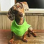 Brown, Dog, Dog breed, Carnivore, Liver, Working Animal, Fawn, Wood, Companion dog, Whiskers, Snout, Terrestrial Animal, Canidae, Metal, Hound, Guard Dog, Hunting Dog, Plott Hound, Ancient Dog Breeds