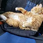 Cat, Felidae, Comfort, Small To Medium-sized Cats, Carnivore, Whiskers, Fawn, Luggage And Bags, Tail, Bag, Snout, Domestic Short-haired Cat, Paw, Companion dog, Lap, Furry friends, Claw, Human Leg, Nap