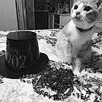 Cat, White, Drinkware, Black, Tableware, Cup, Hat, Black-and-white, Serveware, Style, Dishware, Felidae, Carnivore, Plate, Small To Medium-sized Cats, Whiskers, Black & White, Monochrome, Tail, Costume Hat