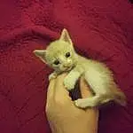 Hand, Cat, Carnivore, Ear, Gesture, Finger, Felidae, Fawn, Whiskers, Comfort, Small To Medium-sized Cats, Snout, Tail, Paw, Domestic Short-haired Cat, Furry friends, Claw, Canidae, Terrestrial Animal, Nap