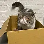 Cat, Felidae, Carnivore, Shipping Box, Small To Medium-sized Cats, Fawn, Whiskers, Box, Rectangle, Packaging And Labeling, Packing Materials, Carton, Snout, Cardboard, Paper Product, Furry friends, Terrestrial Animal, Persian, Illustration