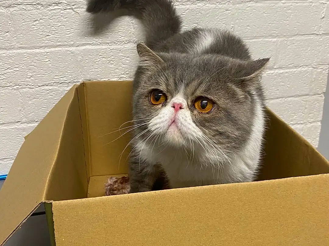 Cat, Felidae, Carnivore, Shipping Box, Small To Medium-sized Cats, Fawn, Whiskers, Box, Rectangle, Packaging And Labeling, Packing Materials, Carton, Snout, Cardboard, Paper Product, Furry friends, Terrestrial Animal, Persian, Illustration