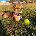 Dog, Plant, Carnivore, Sky, Collar, Tree, Pet Supply, Grass, Ball, Fawn, People In Nature, Tennis Ball, Dog breed, Companion dog, Snout, Dog Collar, Leisure, Dog Supply, Working Animal, Fun