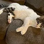Cat, Eyes, Felidae, Comfort, Carnivore, Small To Medium-sized Cats, Fawn, Whiskers, Snout, Tail, Domestic Short-haired Cat, Furry friends, Paw, Claw, Nap, Terrestrial Animal, Sleep