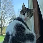 Cat, Felidae, Carnivore, Small To Medium-sized Cats, Window, Grey, Whiskers, Tree, Snout, Tail, Sky, Domestic Short-haired Cat, Furry friends, Comfort, Twig, Winter, Paw, Plant, Cat Supply, Claw